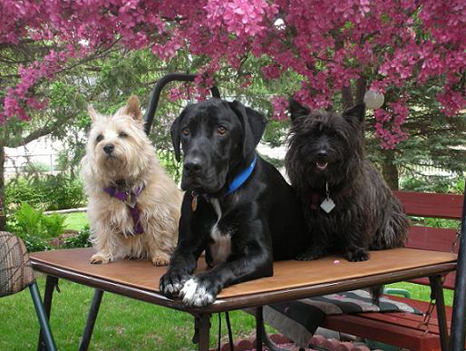 Blond cairn terrier, black lab mix and black cairn terrier sitting on table together