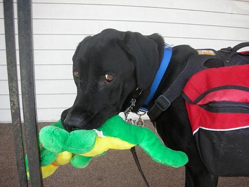 Black lab mix Ace wearing his dog backpack carrying his green stuffy