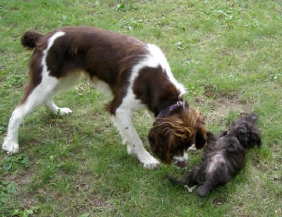 Springer spaniel sniffs submissive cairn terrier puppy