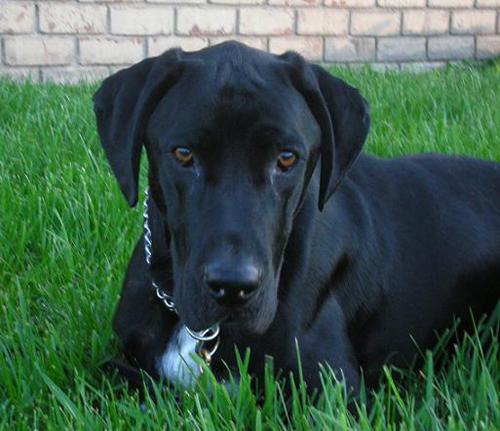 Ace the cute black lab mix lying in the grass