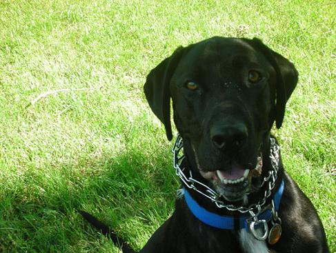 Black lab mix mutt wearing a blue collar and a prong pinch collar sitting in the grass