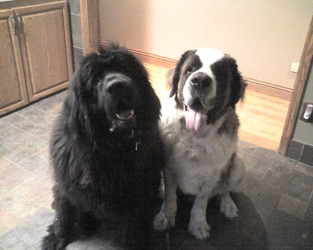Black Newfoundland dog and St. Bernard sitting together in kitchen begging