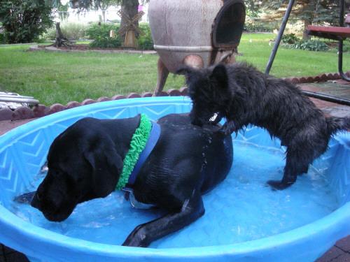 Black lab mix Ace and black cairn terrier playing in the pool