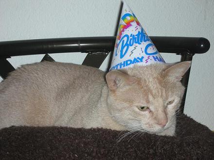 Beamer the tan tabby cat wearing a birthday party hat
