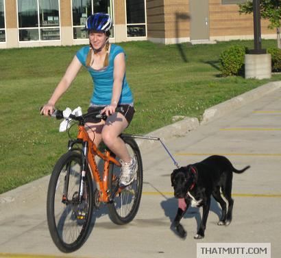 biking with your dog
