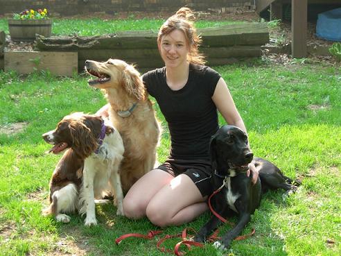 Woman sitting with three dogs - a springer spaniel, a golden retriever and a black labrador mix