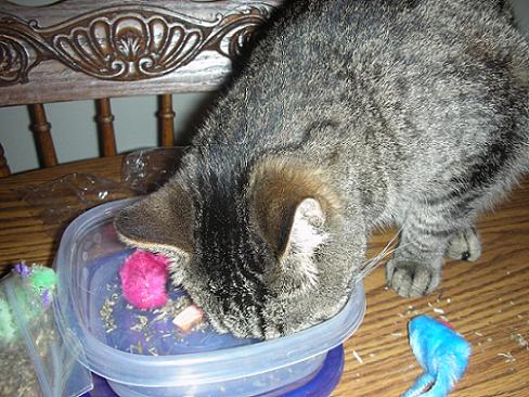 Scout the gray tabby cat eating cat nip and cupcakes