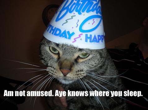 Scout the gray tabby cat with a birthday hat on and very upset!