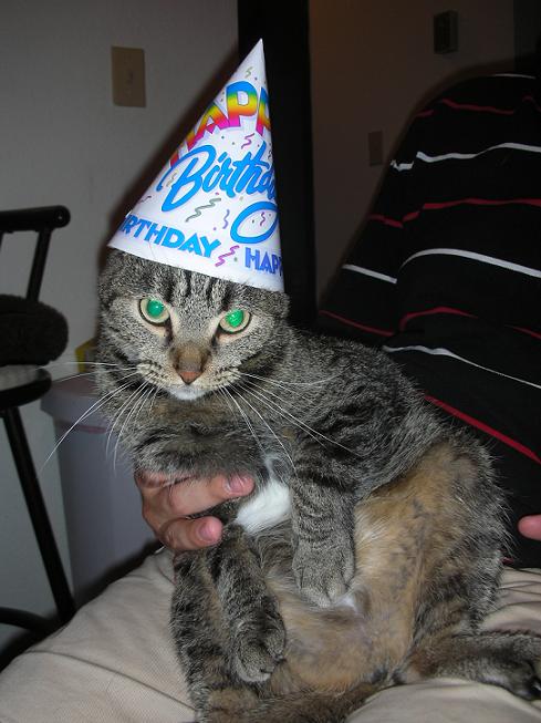 Scout the gray tabby cat wearing a birthday hat