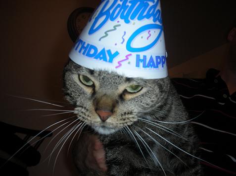 Scout the gray tabby cat in a birthday hat