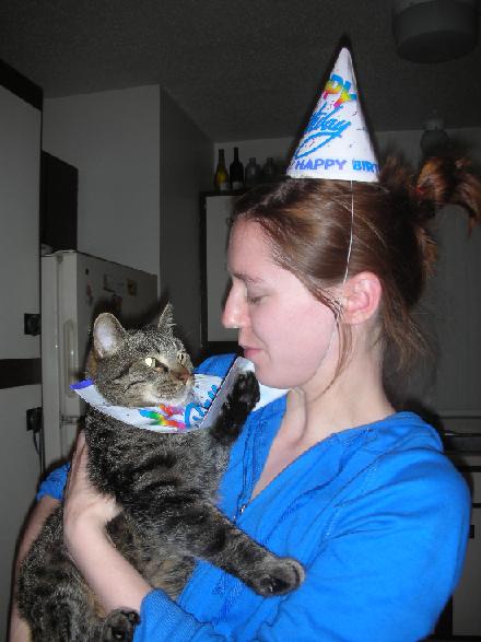 Scout the gray tabby cat at his birthday party wearing a bib