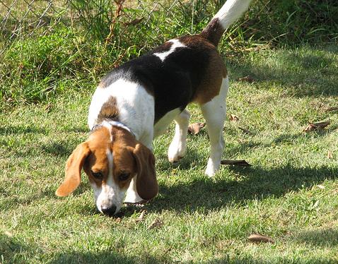 Beagle sniffing the grass