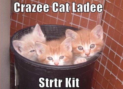 Three orange kittens in a box