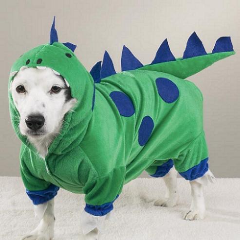 Jack Russell terrier in a dinosaur dog costumer