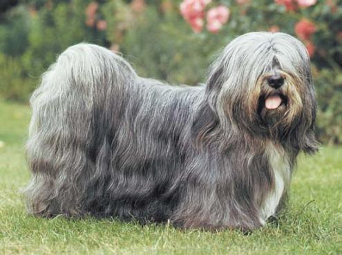 Lhasa Apso dog gray and black and white with long hair