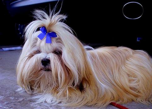 Tan Lhasa Apso dog with a ribbon in its hair