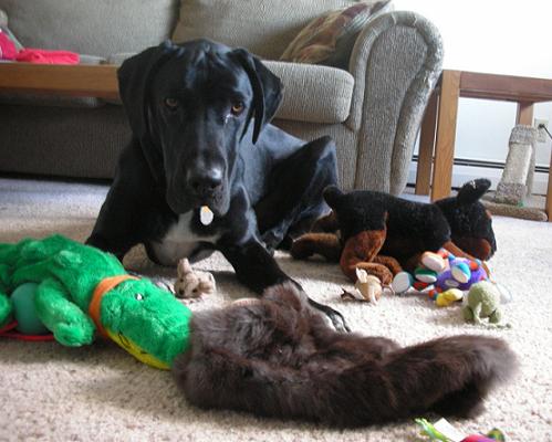 Black lab mix lying down and staying next to all his toys