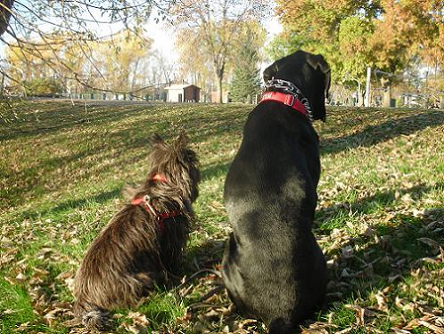 Radar the black cairn terrier and Ace the black lab mix dog sitting in a park in the fall in West Fargo