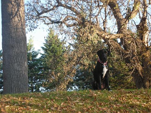Black lab mix sitting on a hill in a park in the fall leaves