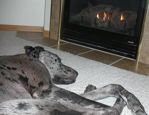 Piper the blue merle great dane sleeping by the fire