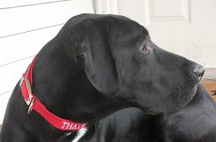 Ace the black lab mix closeup with red collar outside