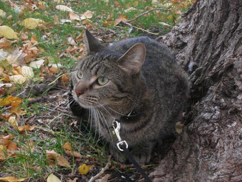 Scout the gray tabby cat outside by a tree in a park on a leash