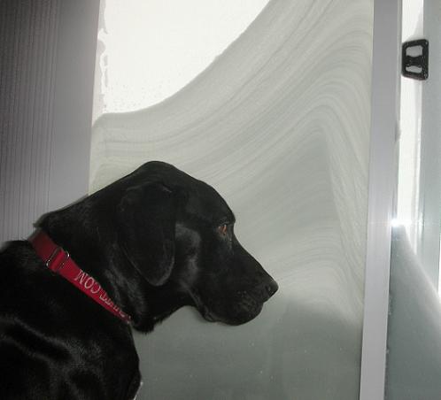 Black lab mix stares at the snow out the door