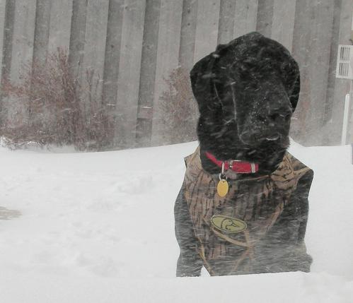 Black lab mix wearing a camo vest in a blizzard