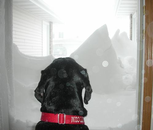 Black lab mix staring at the snow drift covering the door