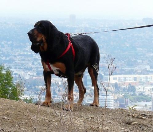 Gus the bloodhound standing outside in LA