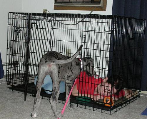 Blue merle great dane in a kennel with a woman
