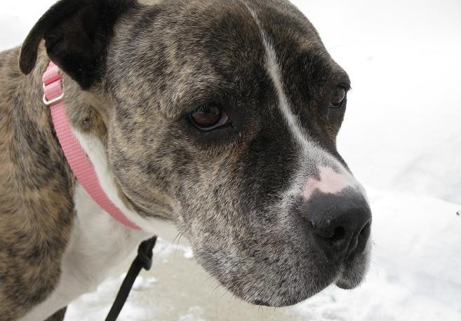 Brindle and white American pitbull terrier with pink collar