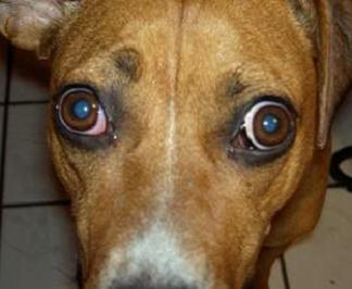 Dog (boxer lab mix) with swollen eyes due to polymyositis, also called extraocular myositis