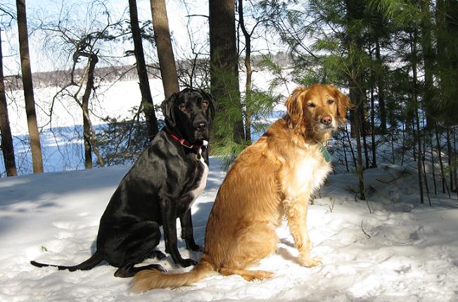 Black lab mix and golden retriever sitting in the snow