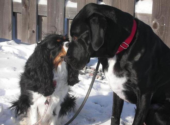 Cavalier spaniel and black lab mix kissing in the snow