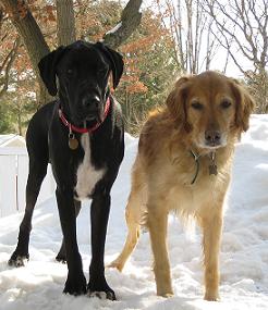 Black lab mix and golden retriever in the snow