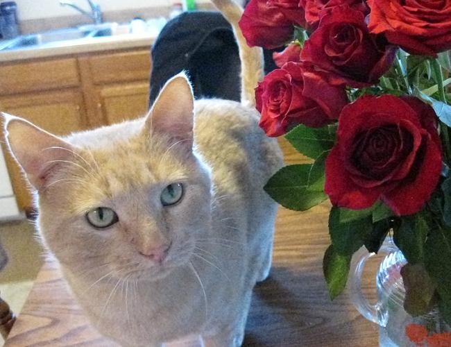 Tan tabby cat next to some roses