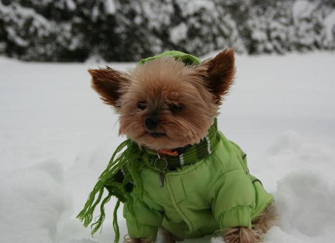 dog-coat