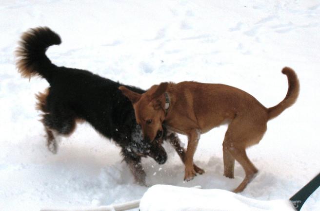 dog-play-fighting