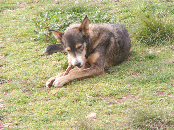 Dog chewing on a raw bone