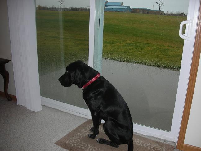 Ace the black lab mix sitting at door learning not to bark