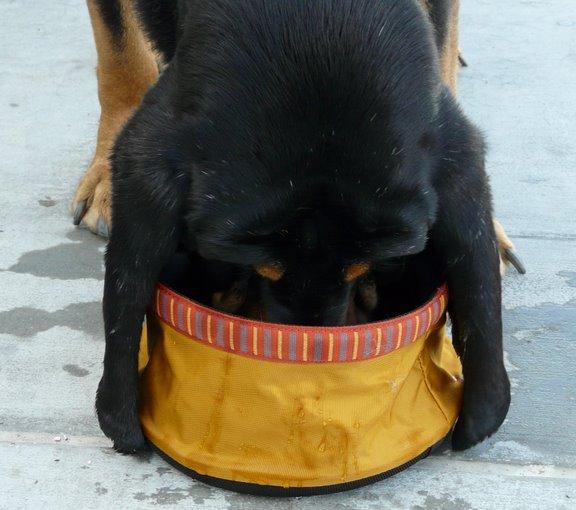Gus the black and tan Belgian bloodhound drinking from collapsible bowl
