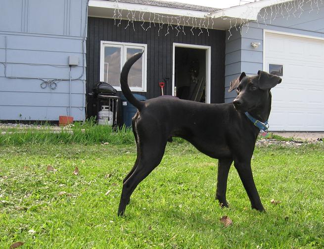 Bruno the black lab greyhound dog mix outside in his yard