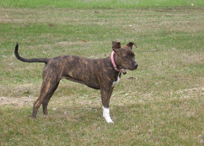 Ruby the brindle and white American pit bull terrier dog standing in a field