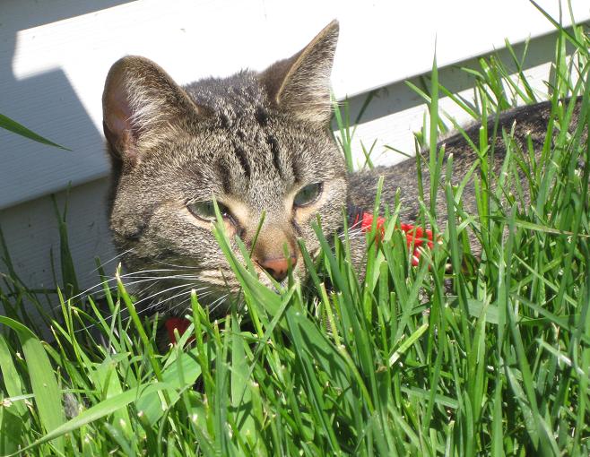 Scout the gray striped tabby cat outside hiding in the grass