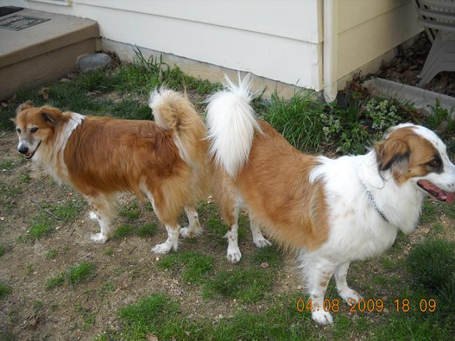 Boo Boo and Zippy the brown and white golden retriever collie mixes