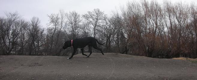 Ace the black lab mix running across the dirt, horizontal photo