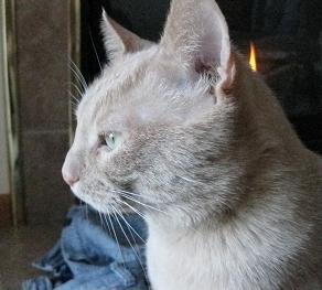Beamer the creme colored tabby cat looking out a window