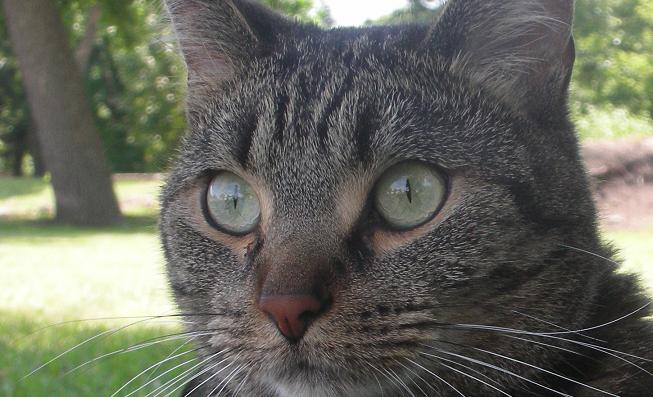 Close up of Scout the gray tabby cat outside in the summer