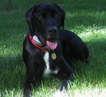 Black lab mix dog lying in the grass wearing an e-collar. Do dogs miss us?